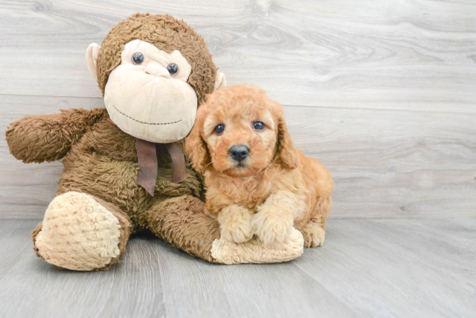 Mini Goldendoodle Pup Being Cute