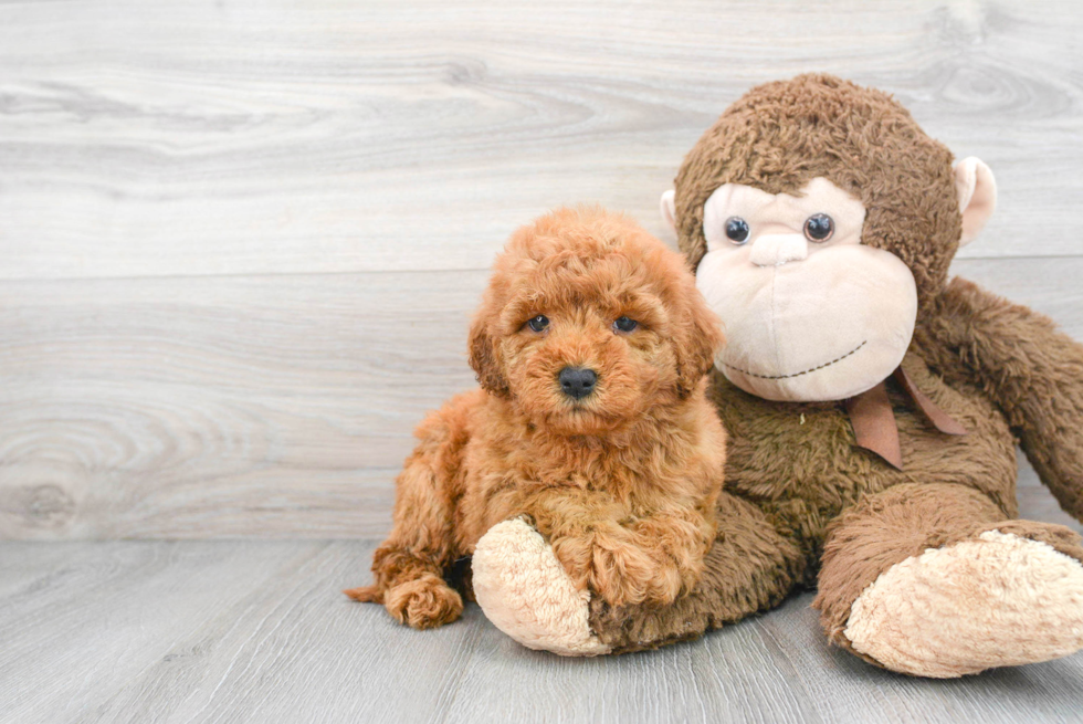 Mini Goldendoodle Pup Being Cute