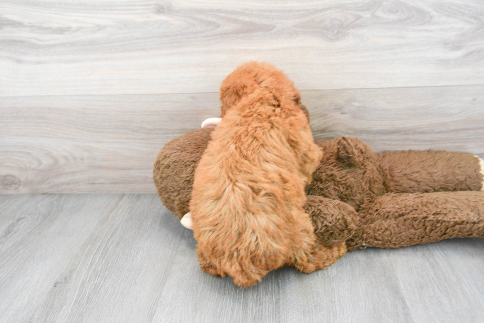 Fluffy Mini Goldendoodle Poodle Mix Pup