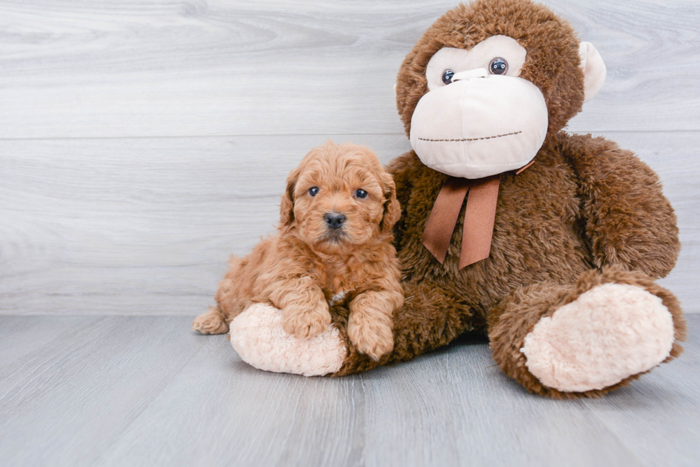 Mini Goldendoodle Pup Being Cute