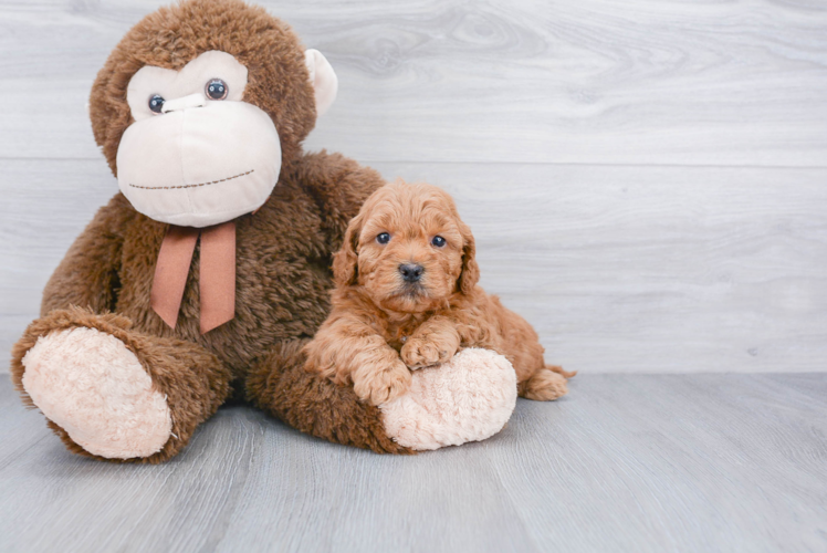 Popular Mini Goldendoodle Poodle Mix Pup