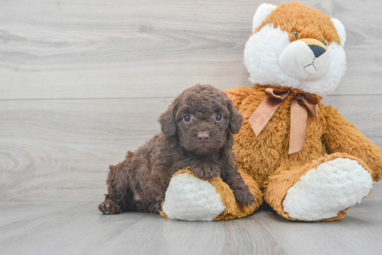 Best Mini Goldendoodle Baby