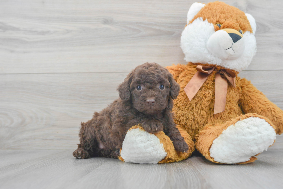 Best Mini Goldendoodle Baby