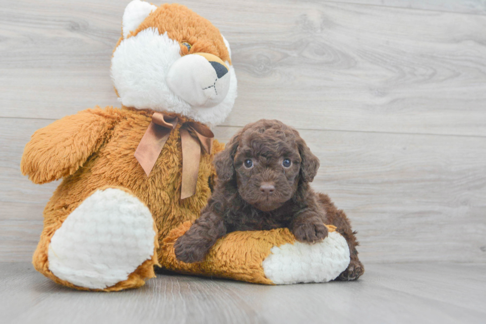 Fluffy Mini Goldendoodle Poodle Mix Pup