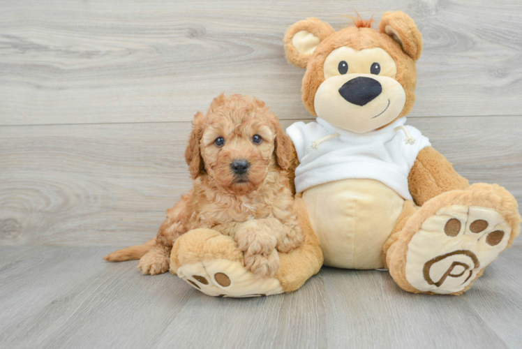 Best Mini Goldendoodle Baby