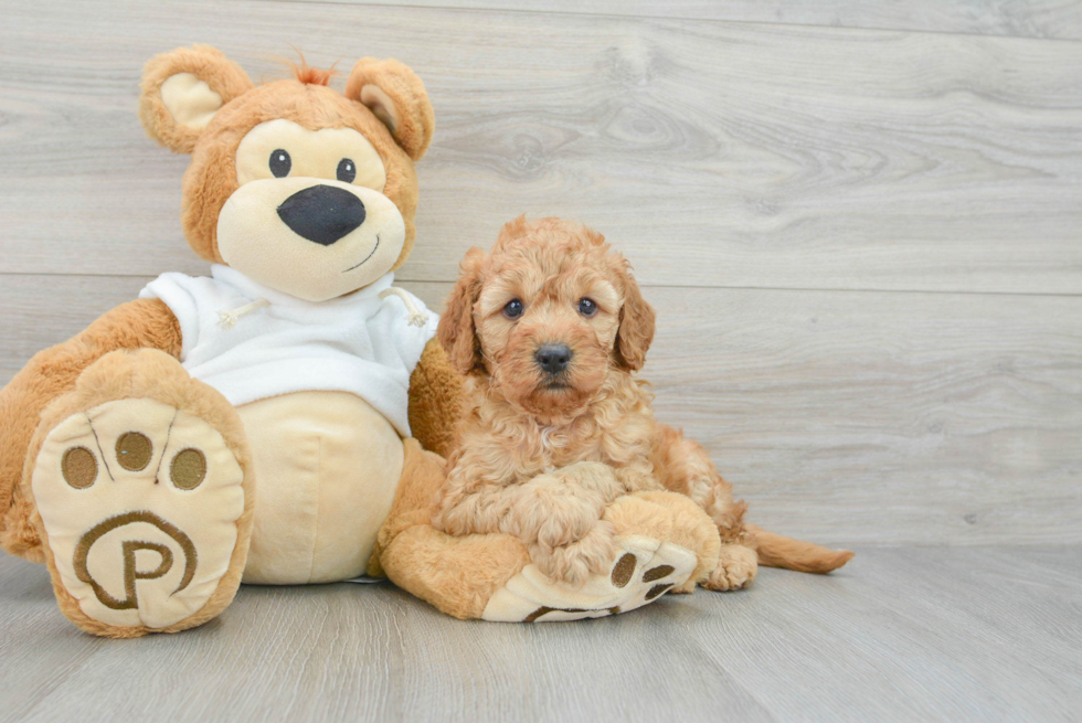 Hypoallergenic Golden Retriever Poodle Mix Puppy