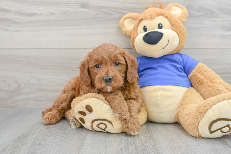 Friendly Mini Goldendoodle Baby