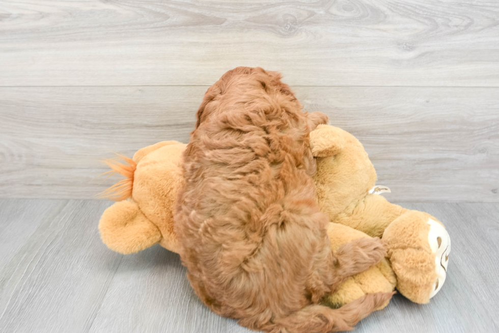 Mini Goldendoodle Puppy for Adoption