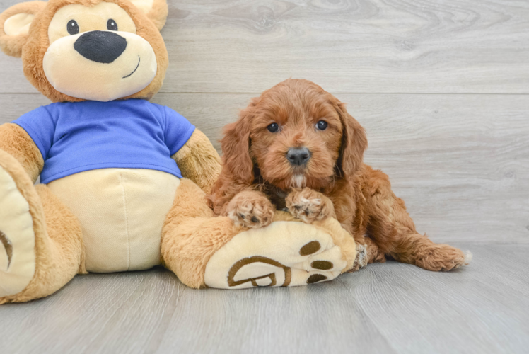 Mini Goldendoodle Pup Being Cute