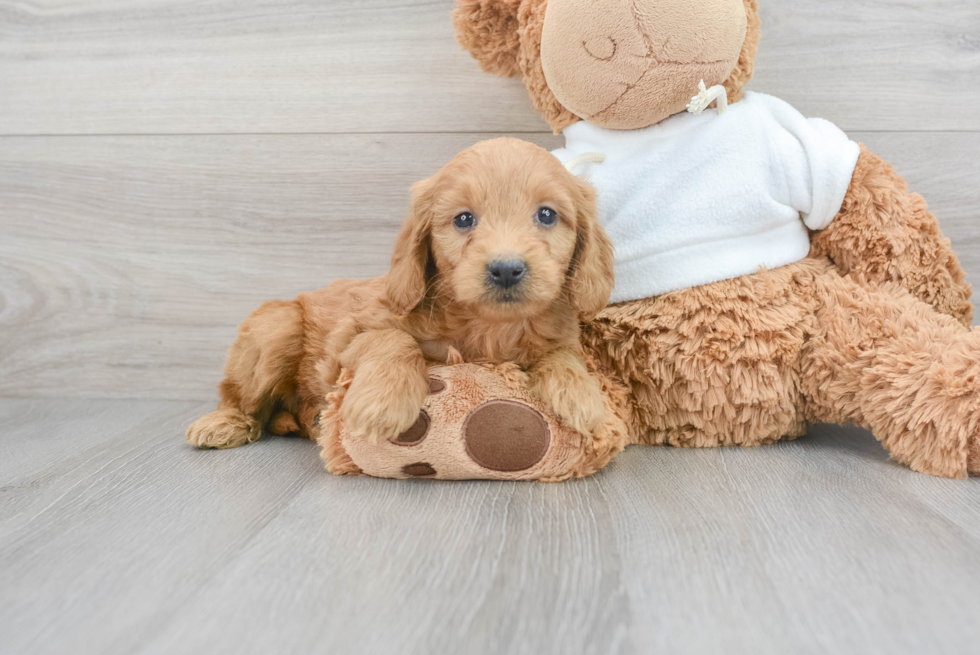 Sweet Mini Goldendoodle Baby