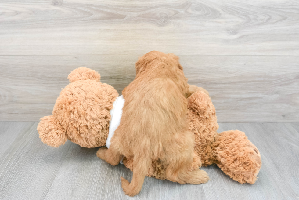 Popular Mini Goldendoodle Poodle Mix Pup