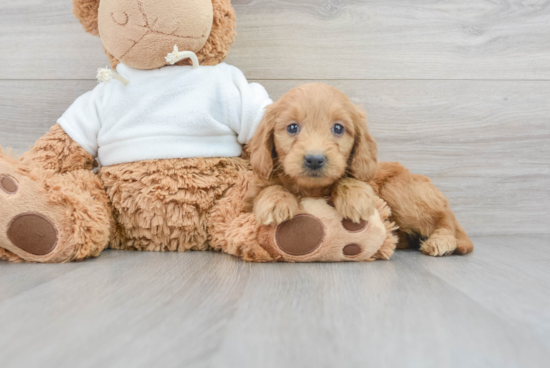 Happy Mini Goldendoodle Baby