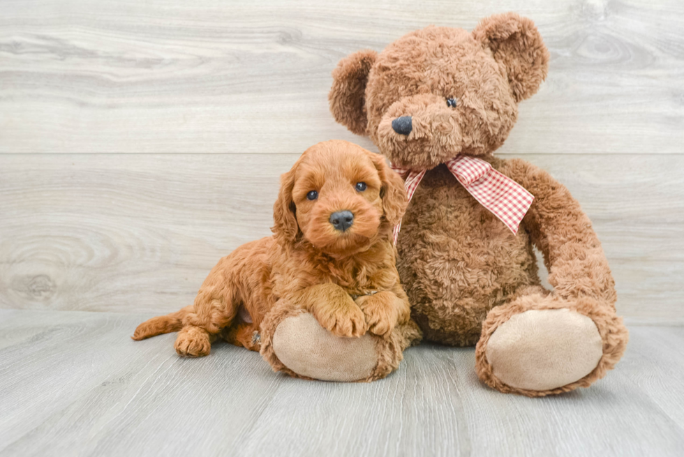 Petite Mini Goldendoodle Poodle Mix Pup