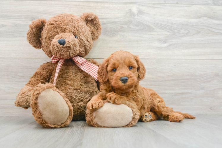 Best Mini Goldendoodle Baby