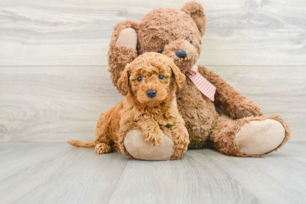 Happy Mini Goldendoodle Baby