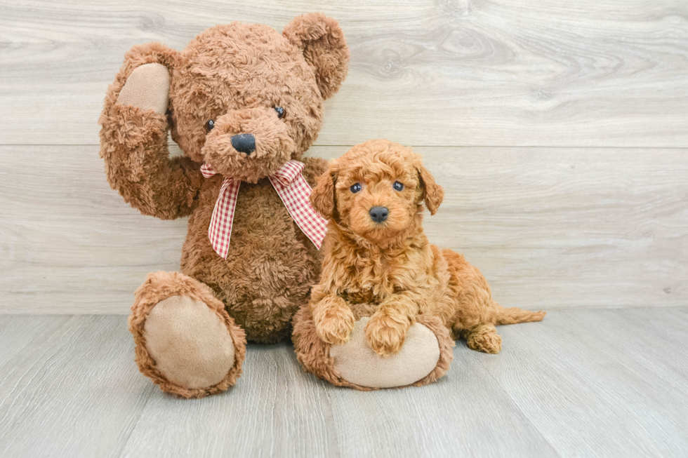 Best Mini Goldendoodle Baby