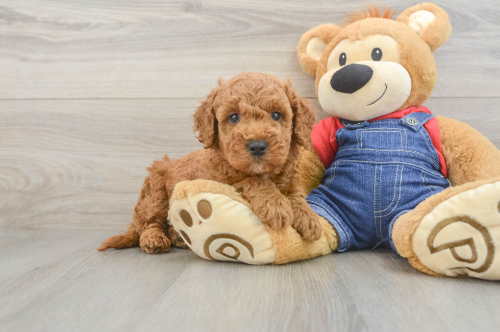 5 week old Mini Goldendoodle Puppy For Sale - Premier Pups