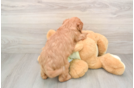 Popular Mini Goldendoodle Poodle Mix Pup
