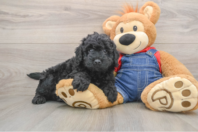 Funny Mini Goldendoodle Poodle Mix Pup