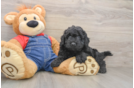 Mini Goldendoodle Puppy for Adoption