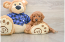 Mini Goldendoodle Pup Being Cute