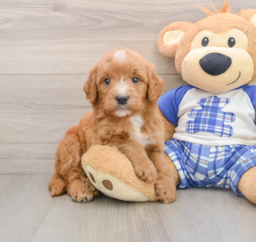 7 week old Mini Goldendoodle Puppy For Sale - Premier Pups
