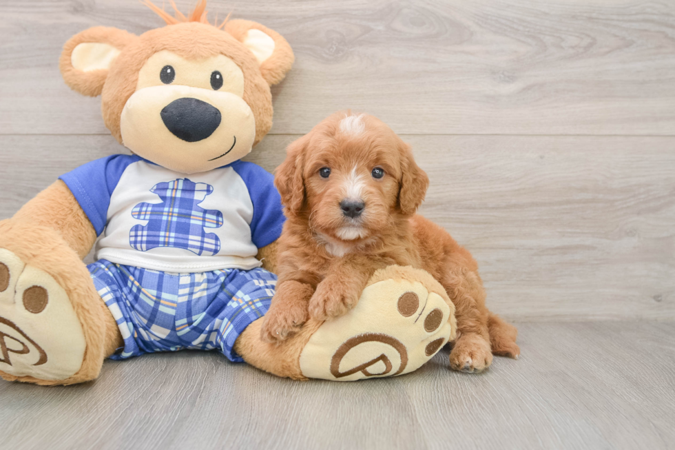Best Mini Goldendoodle Baby