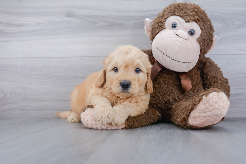 Adorable Golden Retriever Poodle Mix Puppy