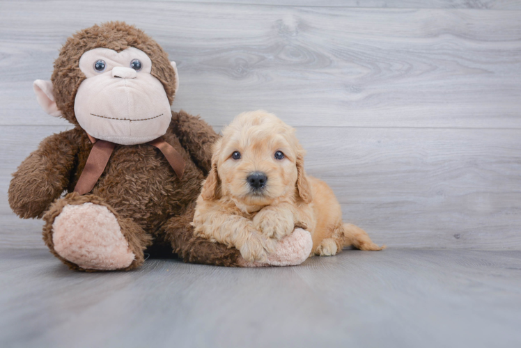 Best Mini Goldendoodle Baby