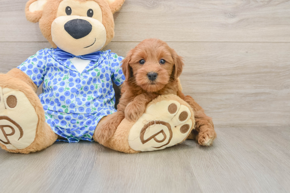 Petite Mini Goldendoodle Poodle Mix Pup