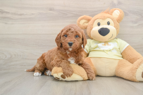 Friendly Mini Goldendoodle Baby