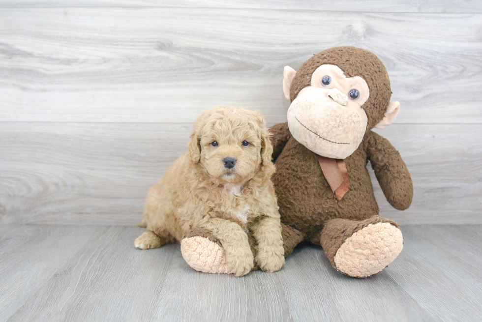 Mini Goldendoodle Puppy for Adoption