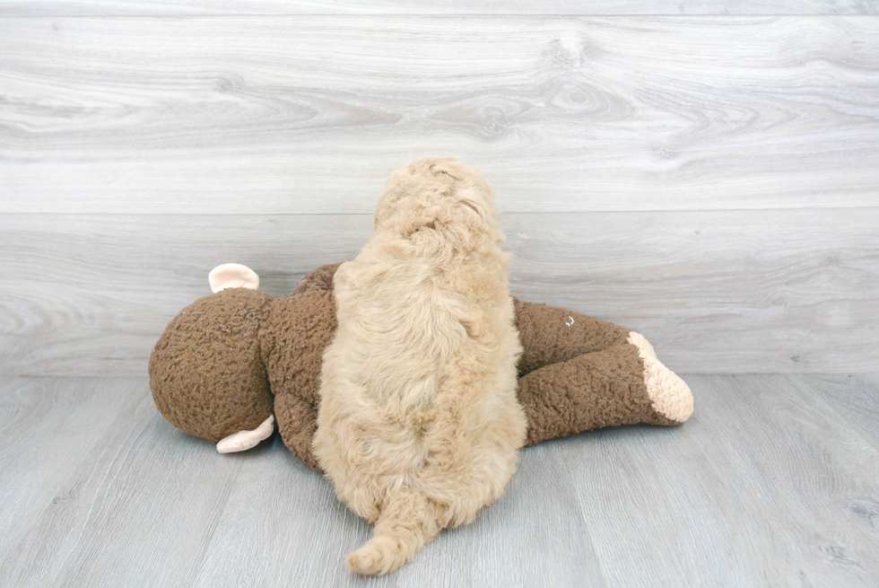 Mini Goldendoodle Puppy for Adoption