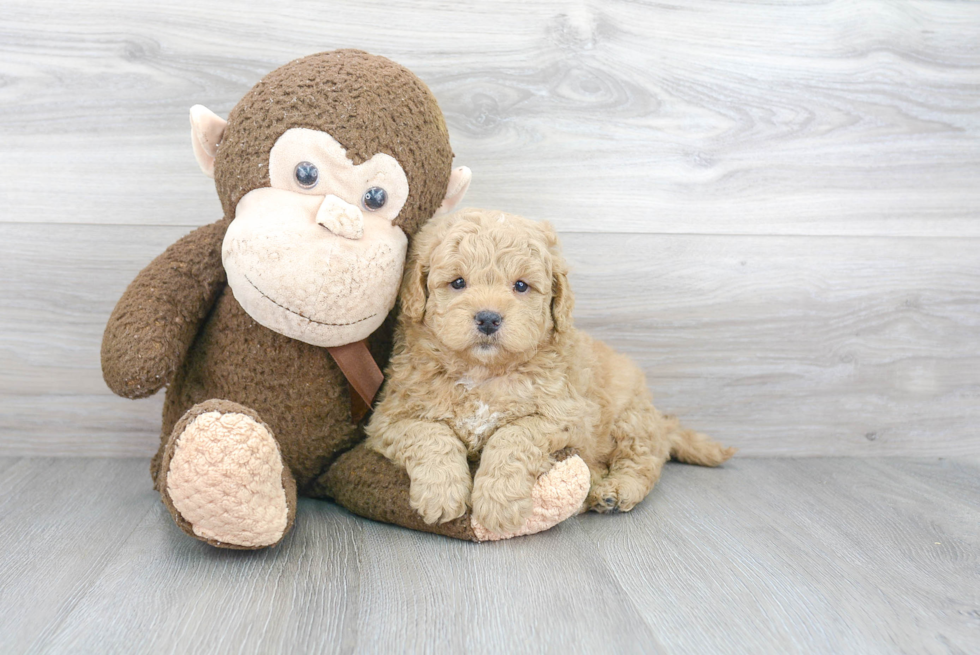 Smart Mini Goldendoodle Poodle Mix Pup