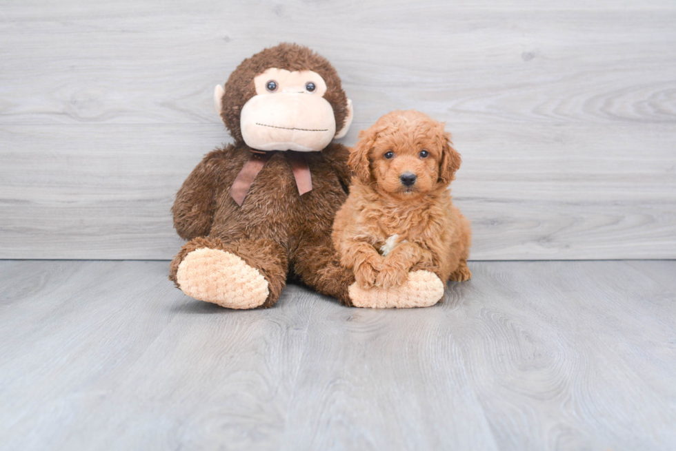 Playful Golden Retriever Poodle Mix Puppy