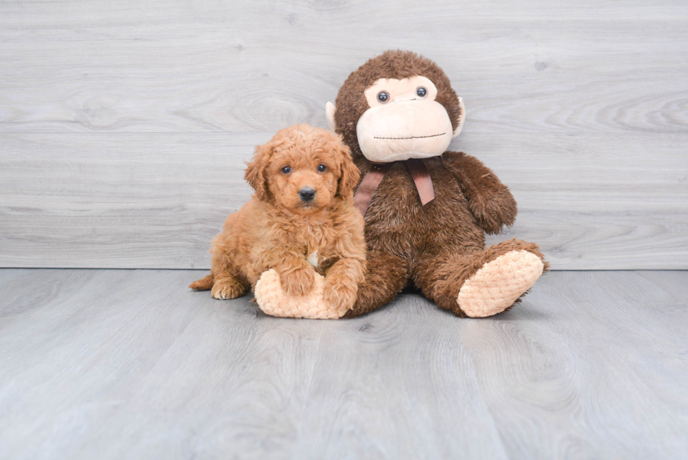 Mini Goldendoodle Pup Being Cute