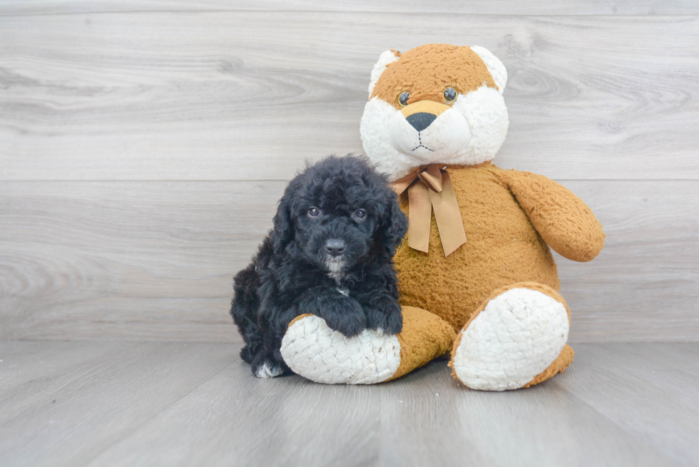 Best Mini Goldendoodle Baby