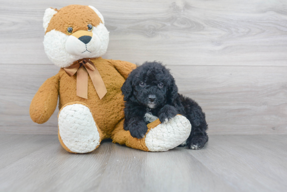 Happy Mini Goldendoodle Baby