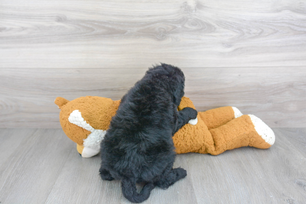 Best Mini Goldendoodle Baby