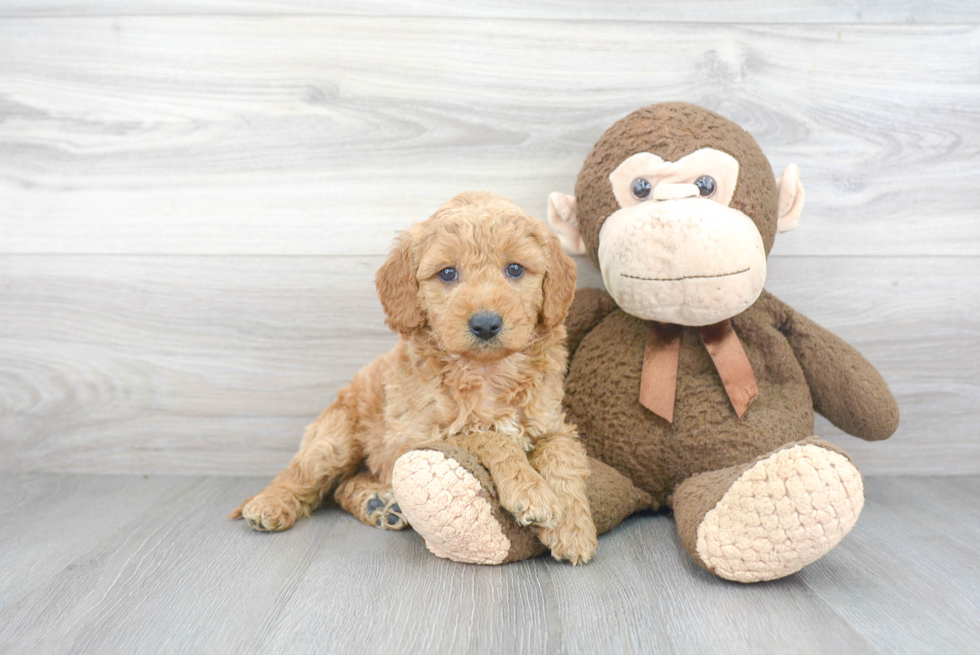 Mini Goldendoodle Puppy for Adoption