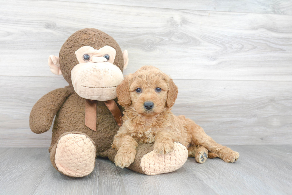 Best Mini Goldendoodle Baby