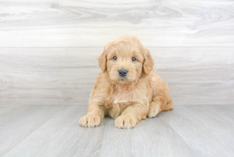 Playful Golden Retriever Poodle Mix Puppy