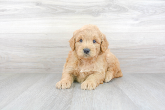 Playful Golden Retriever Poodle Mix Puppy