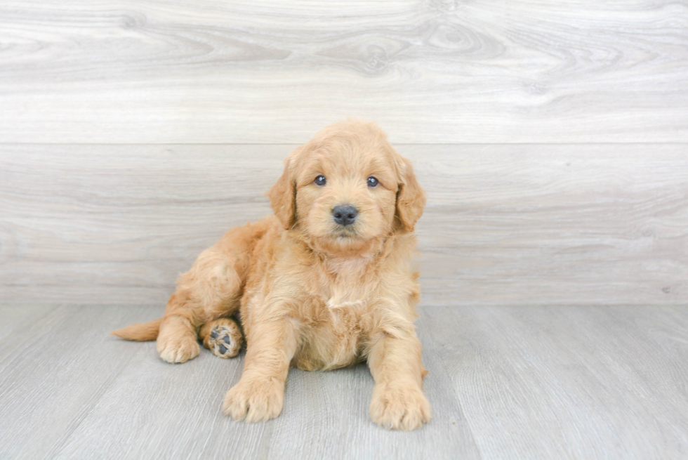 Mini Goldendoodle Pup Being Cute