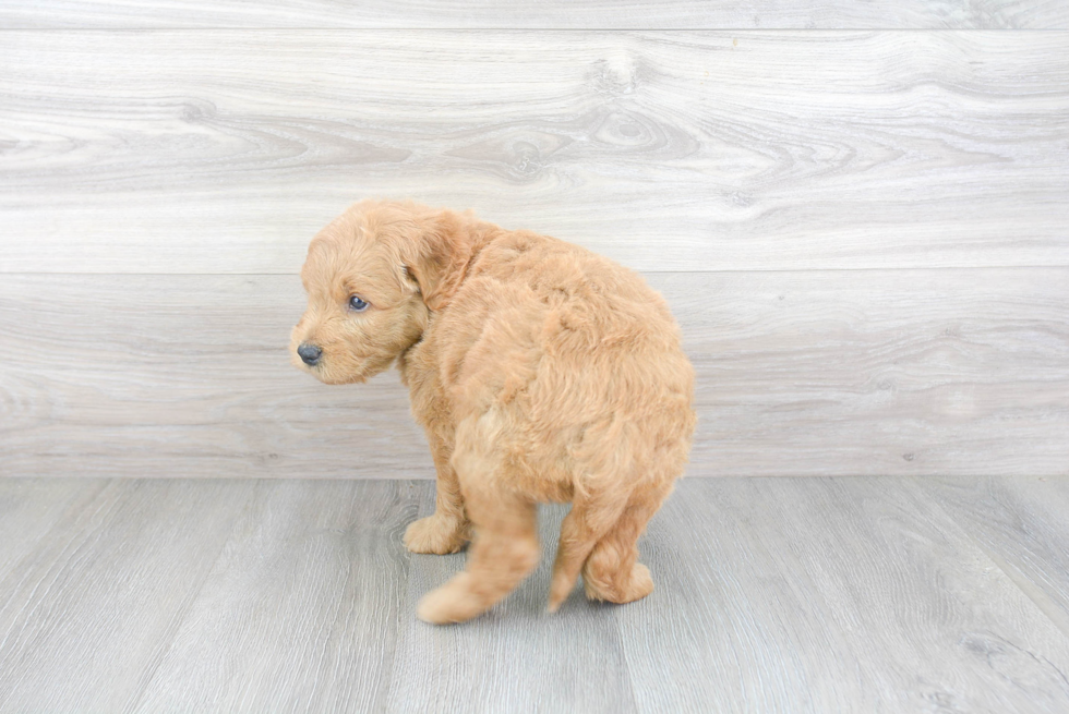 Small Mini Goldendoodle Baby