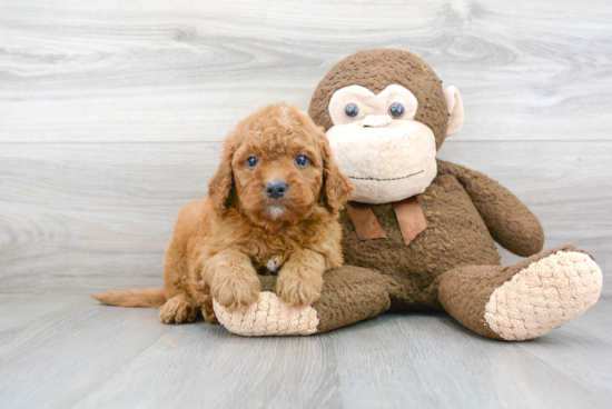 Mini Goldendoodle Pup Being Cute