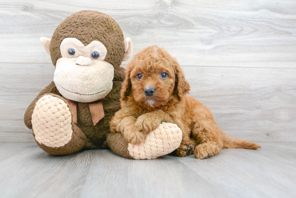 Fluffy Mini Goldendoodle Poodle Mix Pup