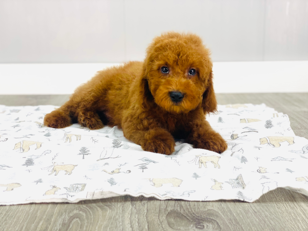 Smart Mini Goldendoodle Poodle Mix Pup