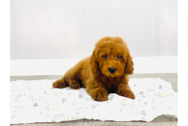 Mini Goldendoodle Pup Being Cute