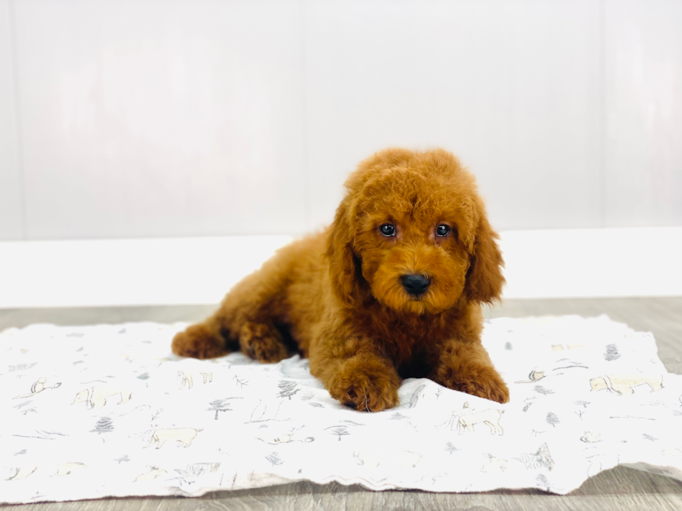 Mini Goldendoodle Pup Being Cute